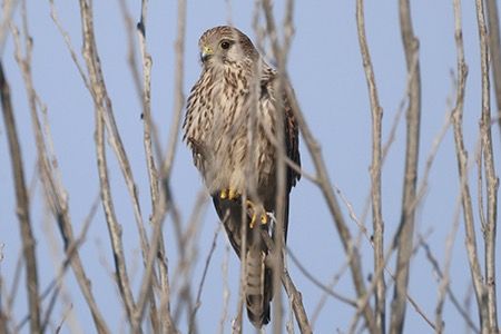 Gheppio  - Maurizio Parenti