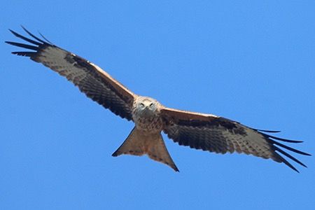 Nibbio reale  - Maurizio Parenti