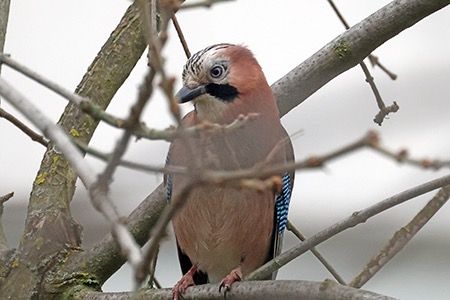 Ghiandaia  - Maurizio Parenti
