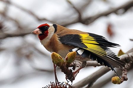 Cardellino  - Maurizio Parenti