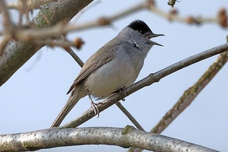 Capinera  - Maurizio Parenti