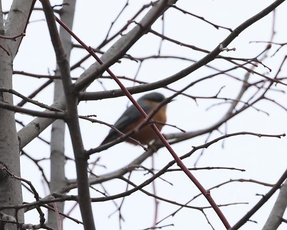 Picchio muratore  - Sergio Enrico Gallo