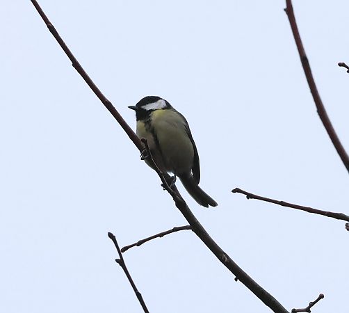 Cinciallegra  - Sergio Enrico Gallo