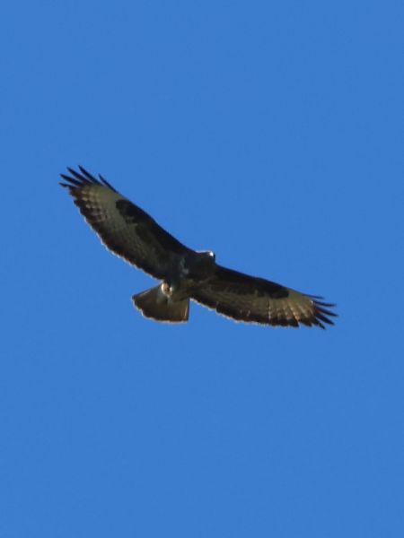 Poiana  - Sergio Enrico Gallo