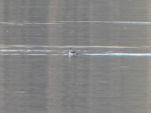 Svasso cornuto  - Theodore Margaroli