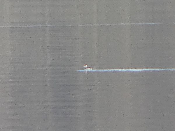 Svasso cornuto  - Theodore Margaroli