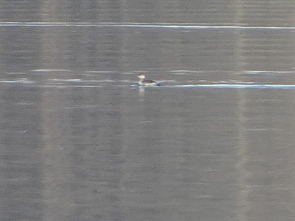 Svasso cornuto  - Theodore Margaroli