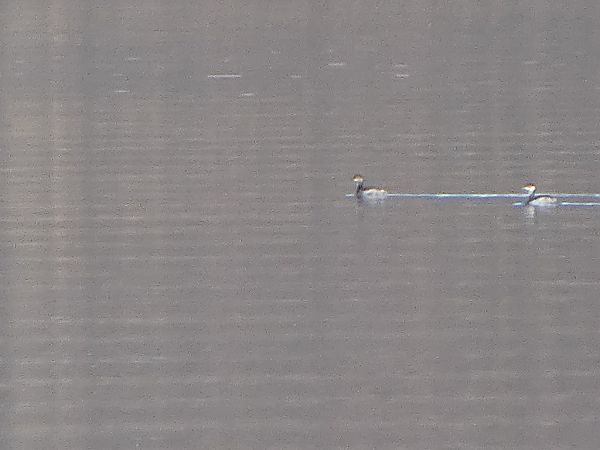 Svasso cornuto  - Theodore Margaroli