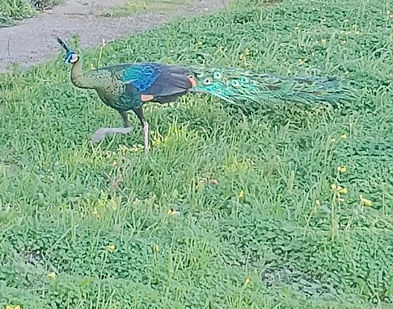 Individuo Specie non elencata  - Antonio Patteri