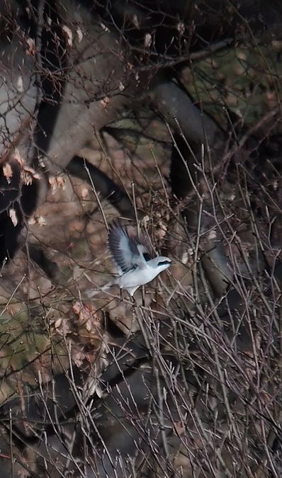 Averla maggiore  - Letizia Saviola