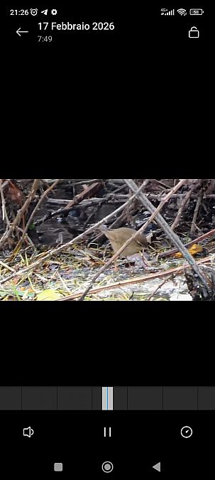 Luì scuro  - Daniele Zanutto