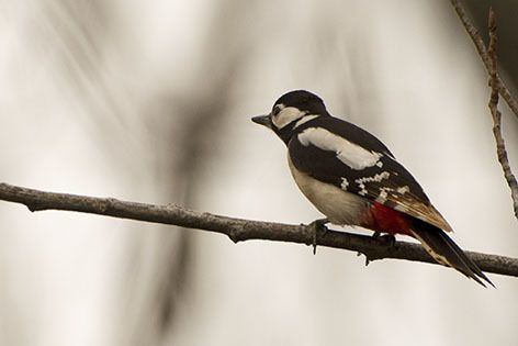 Picchio rosso maggiore  - Renzo Falzoni