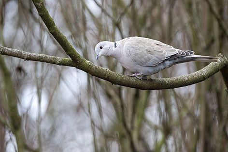 Tortora dal collare  - Renzo Falzoni