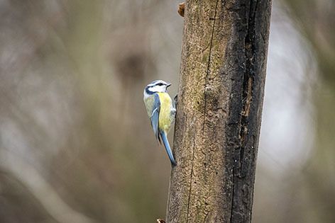 Cinciarella  - Renzo Falzoni
