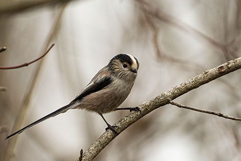 Codibugnolo  - Renzo Falzoni