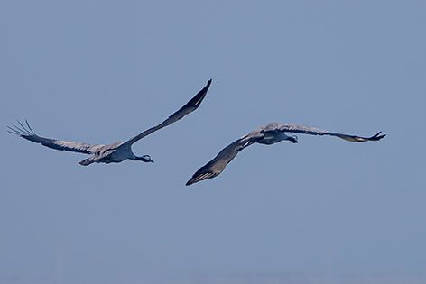 Gru  - Renzo Falzoni