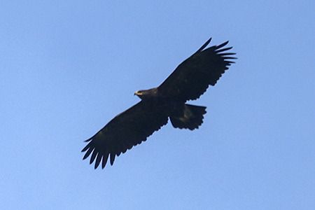 Aquila anatraia maggiore  - Renzo Falzoni