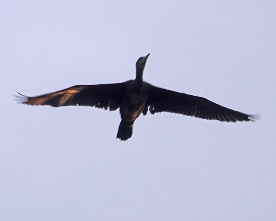 Cormorano  - Massimo Angei