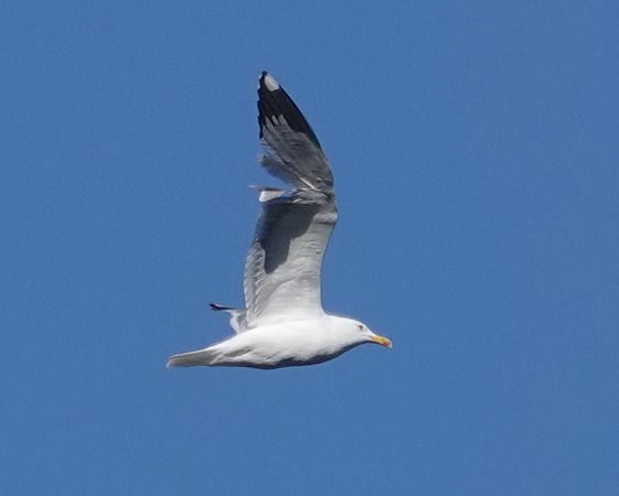 Gabbiano reale  - Massimo Angei