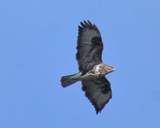 Poiana  - Massimo Angei