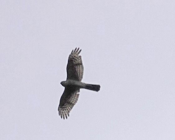 Sparviere  - Massimo Angei