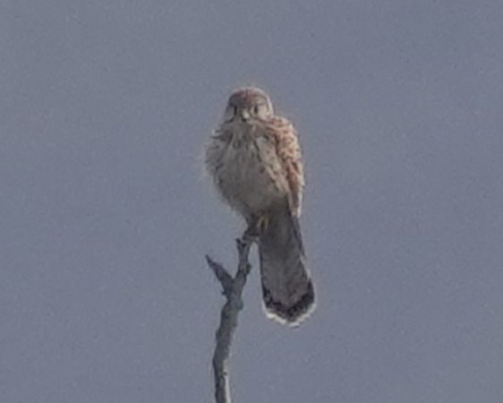 Gheppio  - Massimo Angei