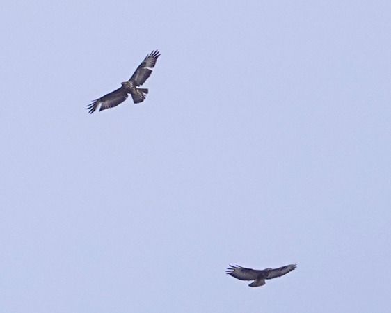 Poiana  - Massimo Angei