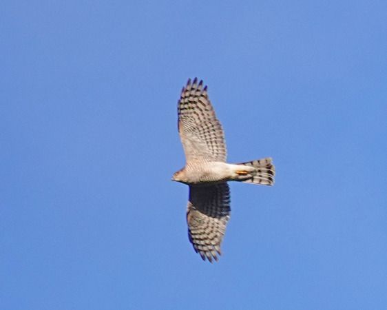 Sparviere  - Massimo Angei