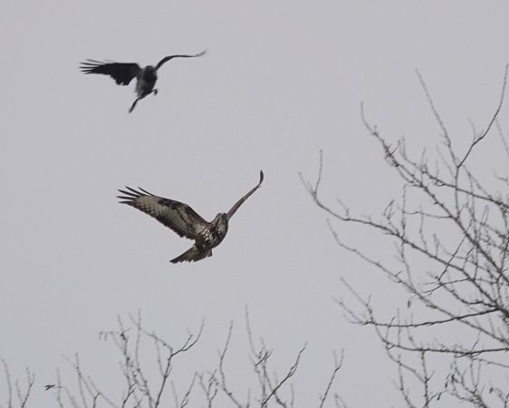 Poiana  - Massimo Angei