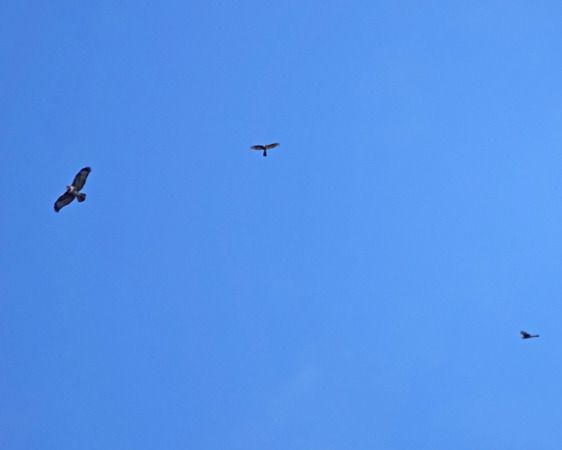 Sparviere  - Massimo Angei