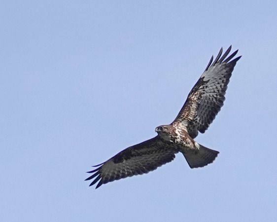 Poiana  - Massimo Angei