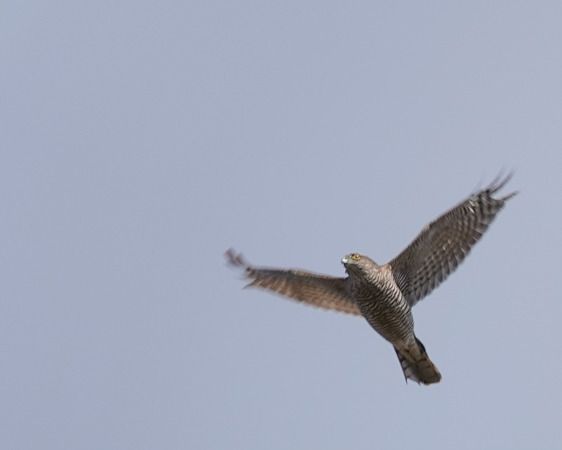 Sparviere  - Massimo Angei