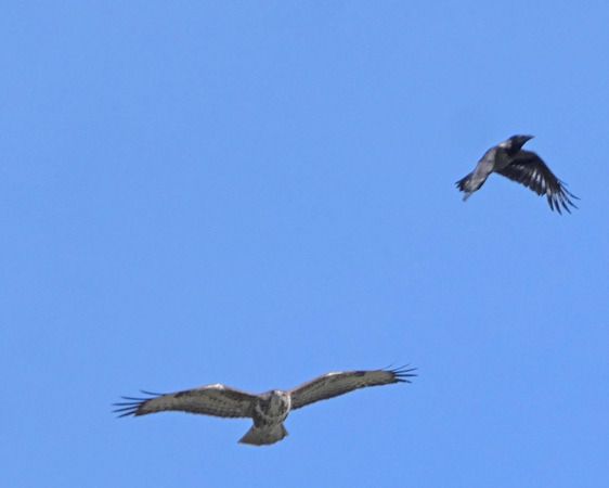 Poiana  - Massimo Angei