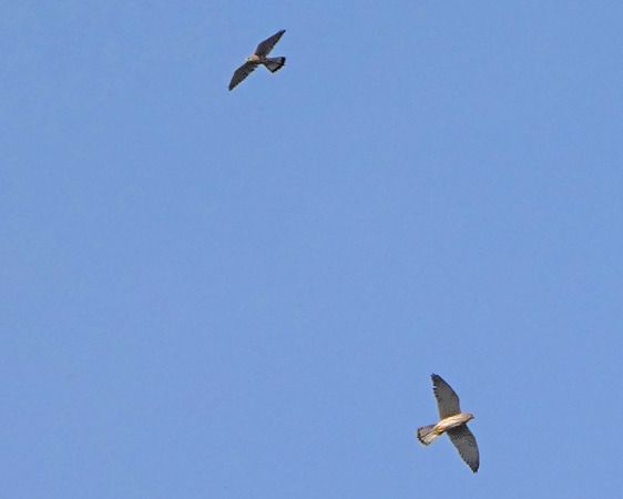 Gheppio  - Massimo Angei