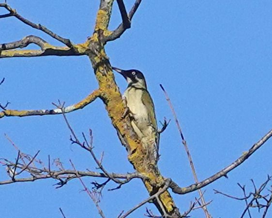 Picchio verde  - Massimo Angei