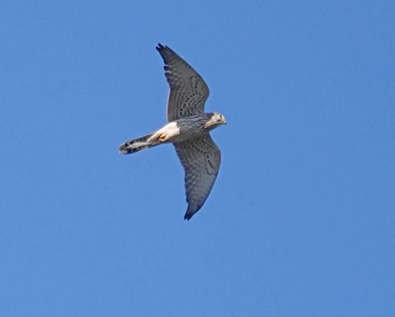 Gheppio  - Massimo Angei