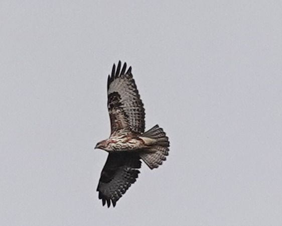 Poiana  - Massimo Angei