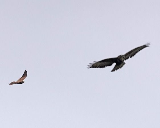 Gheppio  - Massimo Angei