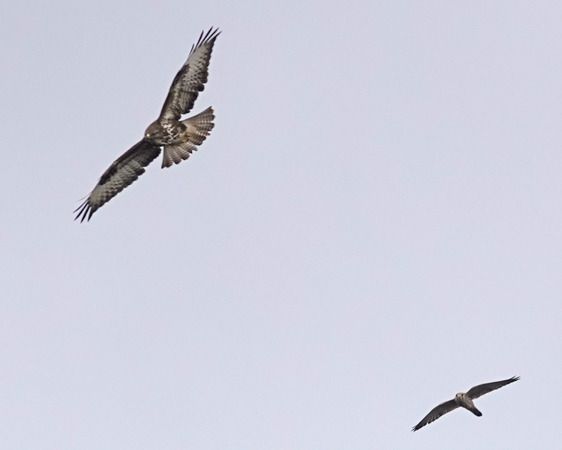 Poiana  - Massimo Angei