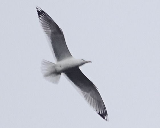 Gabbiano pontico  - Massimo Angei