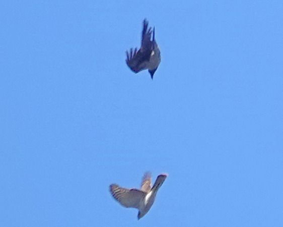 Sparviere  - Massimo Angei