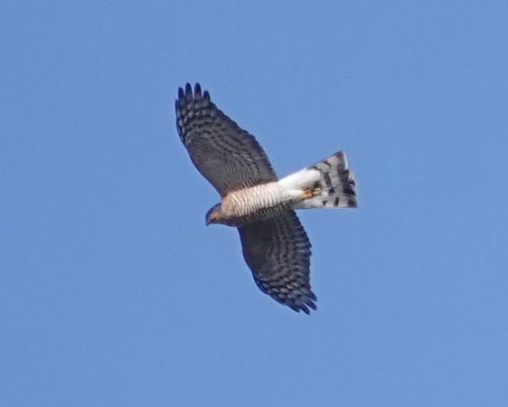 Sparviere  - Massimo Angei