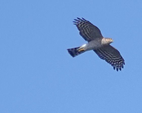 Sparviere  - Massimo Angei