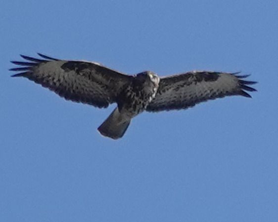 Poiana  - Massimo Angei