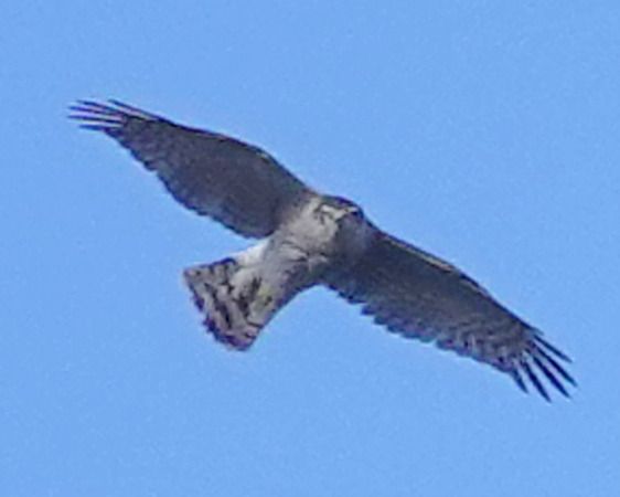 Sparviere  - Massimo Angei