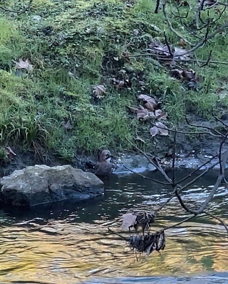 Ghiandaia  - Chiara Asllani