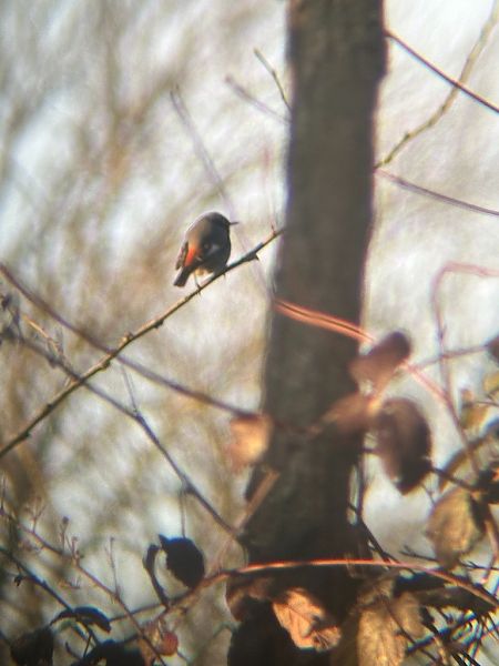 Codirosso spazzacamino  - Chiara Asllani