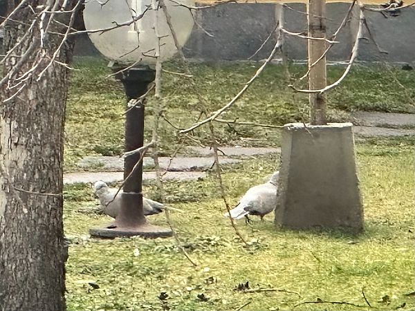 Tortora dal collare  - Chiara Asllani