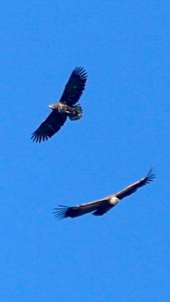 Aquila di mare  - Gabriella Pignattone