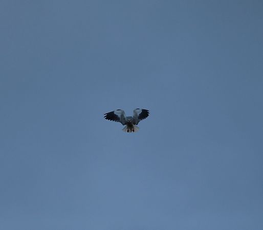 Nibbio bianco  - Gabriella Pignattone